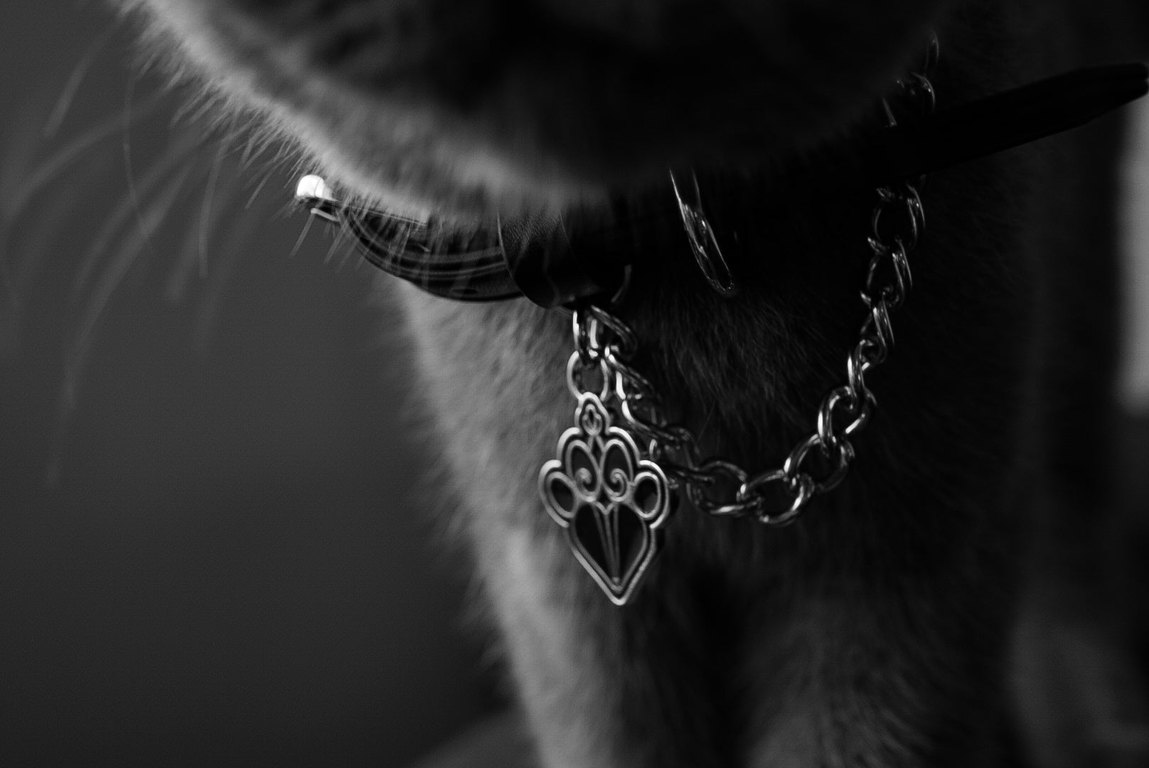 FLEAZUS COUTURE Collar  image 1