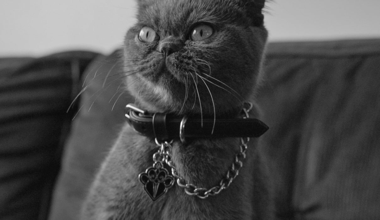 FLEAZUS COUTURE Collar  image 0